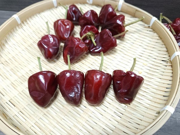 博辣草莓椒2號(hào)1